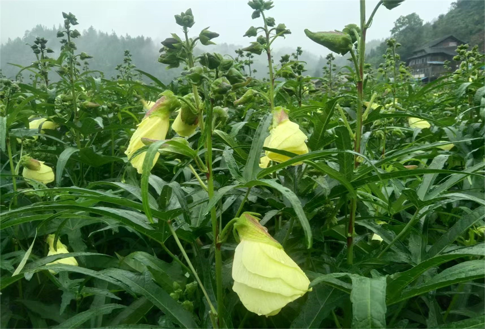 “黃金花”開出致富路?——貴州僑商會(huì)會(huì)長(zhǎng)企業(yè)百孚集團(tuán)計(jì)劃打造萬(wàn)畝黃蜀葵產(chǎn)業(yè)基地助力鄉(xiāng)村振興